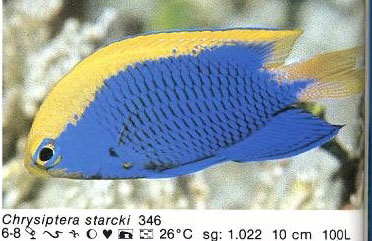 Chrysiptera starcki